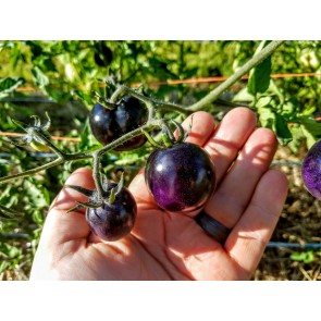Tomato 'Indigo Rose' Seeds (Certified Organic)