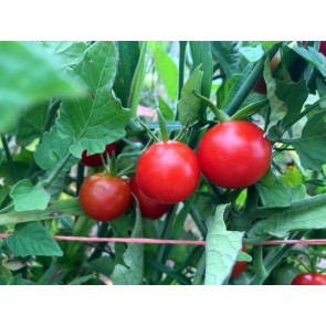 Tomato 'Remy Rouge' Seeds (Certified Organic)