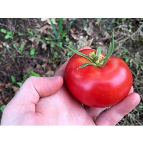 Tomato 'Kewalo'