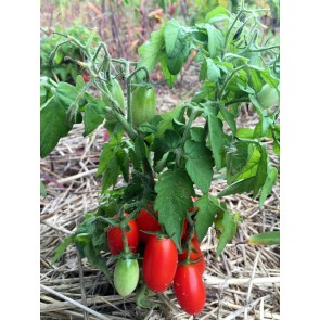 Tomato 'Hardin's Miniature' 