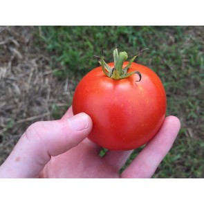 Tomato 'New Yorker' 