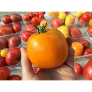 Tomato 'Moonglow' 