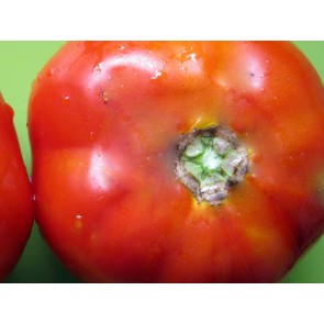 Tomato 'Crimson Cushion'