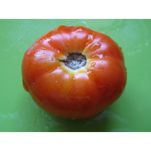 Tomato 'Peron Sprayless' 