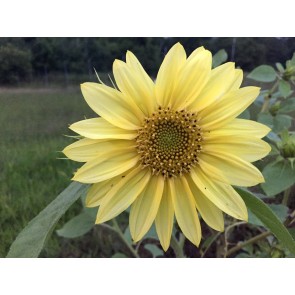 Sunflower 'Lemon Queen' 