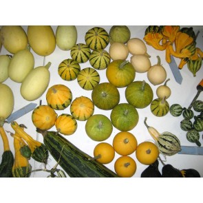 The Ultimate Gourd Seed Mix
