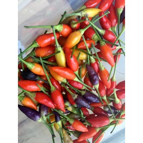 Hot Ornamental Pepper ‘NuMex Twilight’ Seeds (Certified Organic)