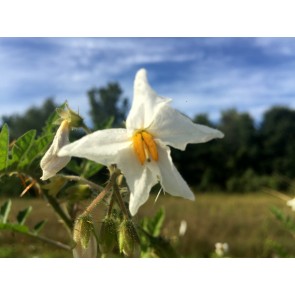 Litchi Tomato AKA Morelle de Balbis Seeds (Certified Organic)