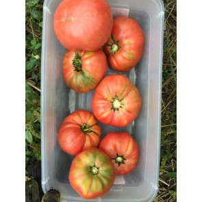 Tomato 'Barlow Japanese'