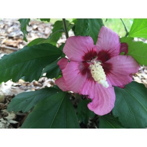 Red/Pink Rose of Sharon Seeds (Certified Organic)