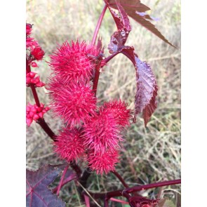 Castor Bean 'Impala' Seeds (Certified Organic)