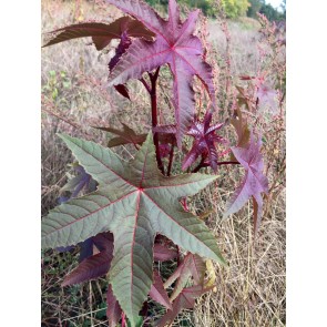 Castor Bean 'Impala' 