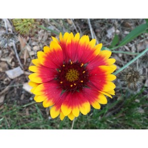 Blanket Flower