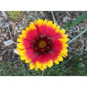 Blanket Flower