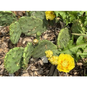 Hardy Prickly Pear Cactus Seeds (Certified Organic)