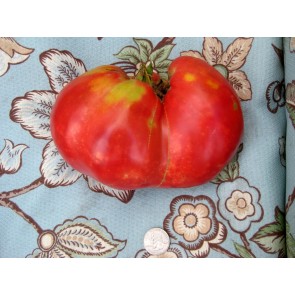 Tomato 'Work Release Paste' Seeds (Certified Organic)