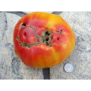 Tomato 'Gold Medal' Plant (4