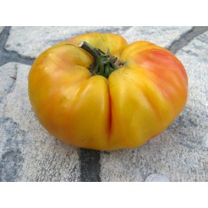 Tomato 'Gold Medal'