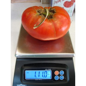 Tomato 'Garden Leader Monster'