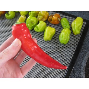 Hot Pepper ‘Cyklon' Seeds (Certified Organic)