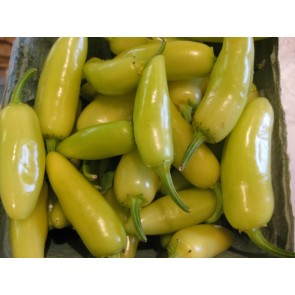 Hot Pepper 'Jaloro Golden Jalapeno' Seeds (Certified Organic)