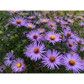 Purple Aster 