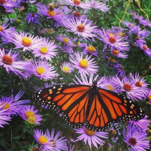 Purple Aster Seeds (Certified Organic)