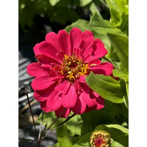 Zinnia 'Magellan Mix' Seeds (Certified Organic)