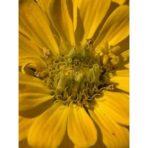 Zinnia 'Magellan Mix' Seeds (Certified Organic)