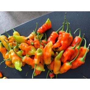 Hot Pepper ‘Sugar Rush Red’ Seeds (Certified Organic)