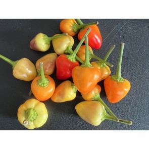 Hot Ornamental Pepper 'Pyramid' Seeds (Certified Organic)