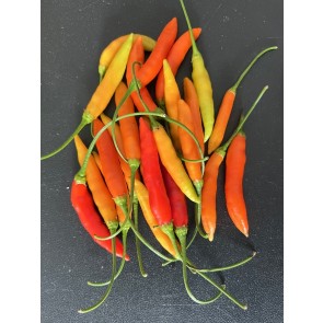 Hot Pepper ‘Birgit's Locoto’ Seeds (Certified Organic)