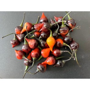 Hot Pepper ‘Biquinho Black' Seeds (Certified Organic)