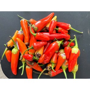 Hot Pepper ‘Bleeding Rawit White' Seeds (Certified Organic)