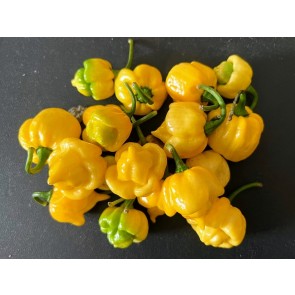 Hot Pepper ‘Bahamian Beast Yellow' Seeds (Certified Organic)