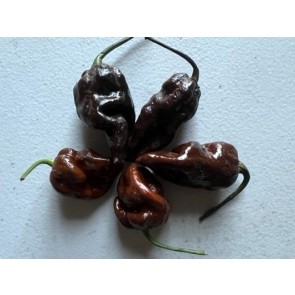 Hot Pepper ‘Chocolate Bastard' Seeds (Certified Organic)