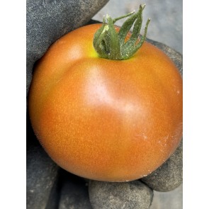 Dwarf Tomato 'Bundaberg Rumball' Seeds (Certified Organic)