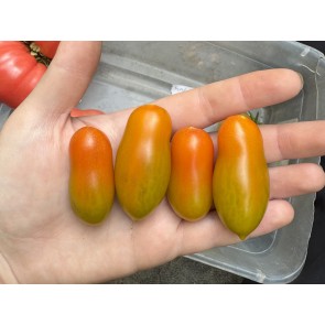 Tomato 'Sun Dipper F2' Seeds (Certified Organic)