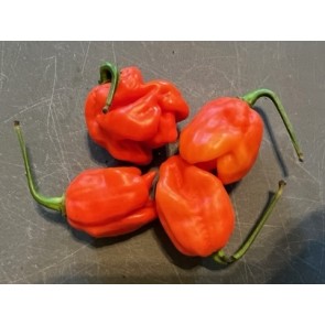 Hot Pepper 'Lemon Ghostly Jalapeno RED CROSS' Seeds (Certified Organic)