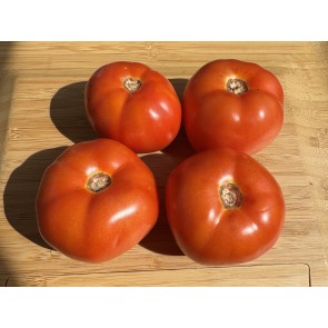 Tomato 'Livingston's Honor Bright' Seeds (Certified Organic)