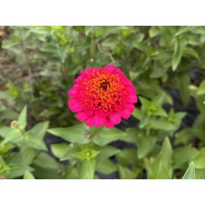Zinnia 'Candy Mix' Seeds (Certified Organic)