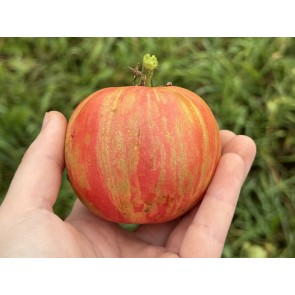 Tomato 'Pink Furry Boar' Seeds (Certified Organic)