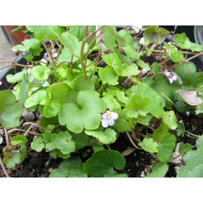 Ivy-Leaved Toadflax Seeds (Certified Organic)