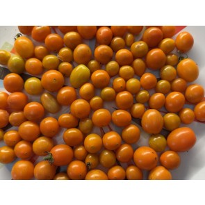 Tomato 'Mini Orange Oval TR' Seeds (Certified Organic)