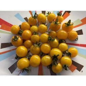 Tomato 'Burgess Lemon' Seeds (Certified Organic)