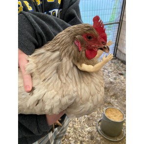 3D Printed Baby and Adult Human Arms/Hands for Chickens and Roosters