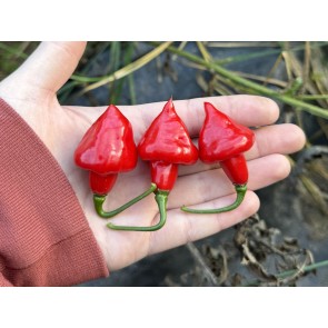 Hot Pepper 'Red Mushroom Cross' Seeds (Certified Organic)