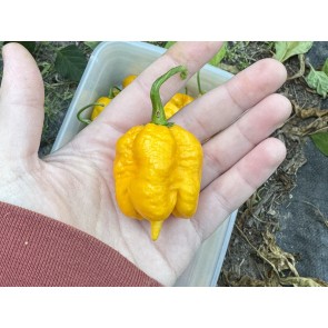 Hot Pepper 'Yellow Carolina Reaper' AKA ‘Reaper Moruga Yellow' Seeds (Certified Organic)