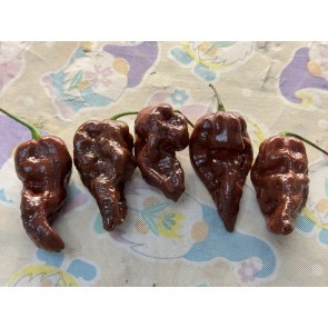 Hot Pepper ‘Chocolate Bastard' Seeds (Certified Organic)
