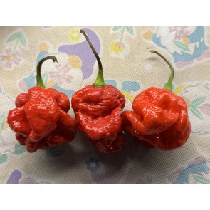 Hot Pepper 'Moruga Red Monster' Seeds (Certified Organic)